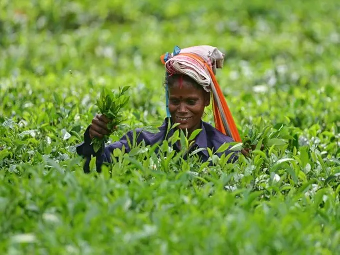 Farmer connected to the UnnatFarm ecosystem