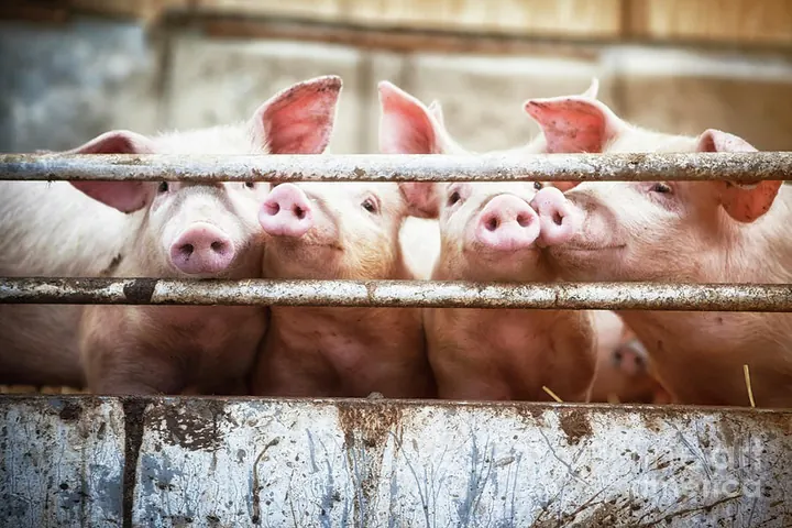 UnnatFarm products and farming services
